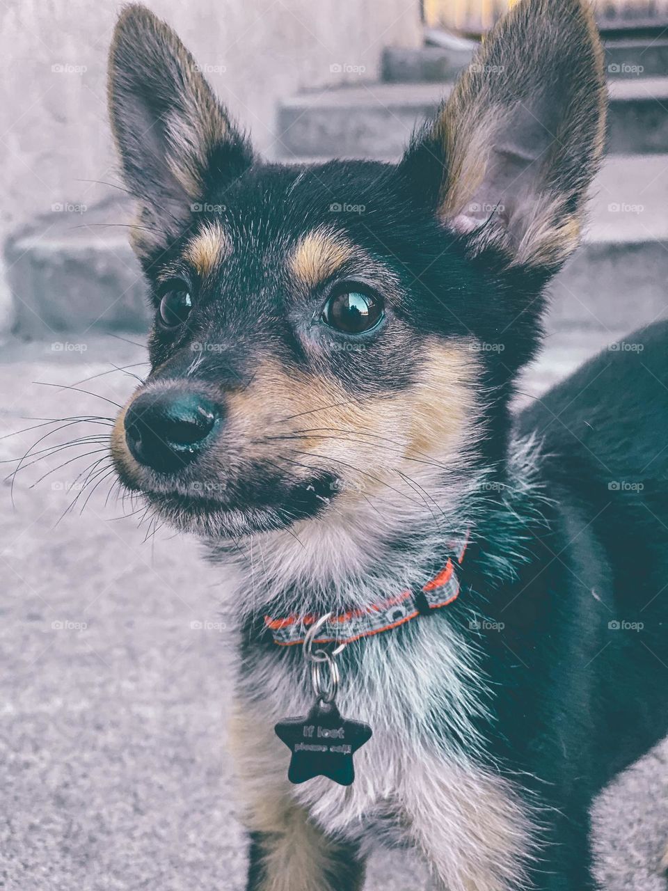 Cute puppy wearing a collar 