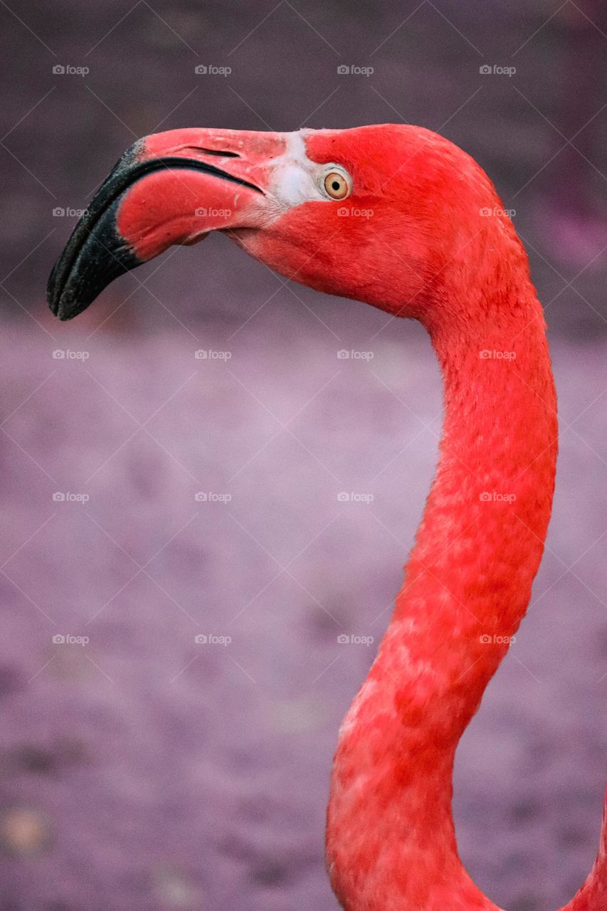 Pink flamenco bird - animal portrait