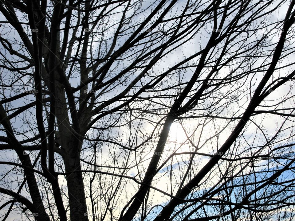 sun through the branches