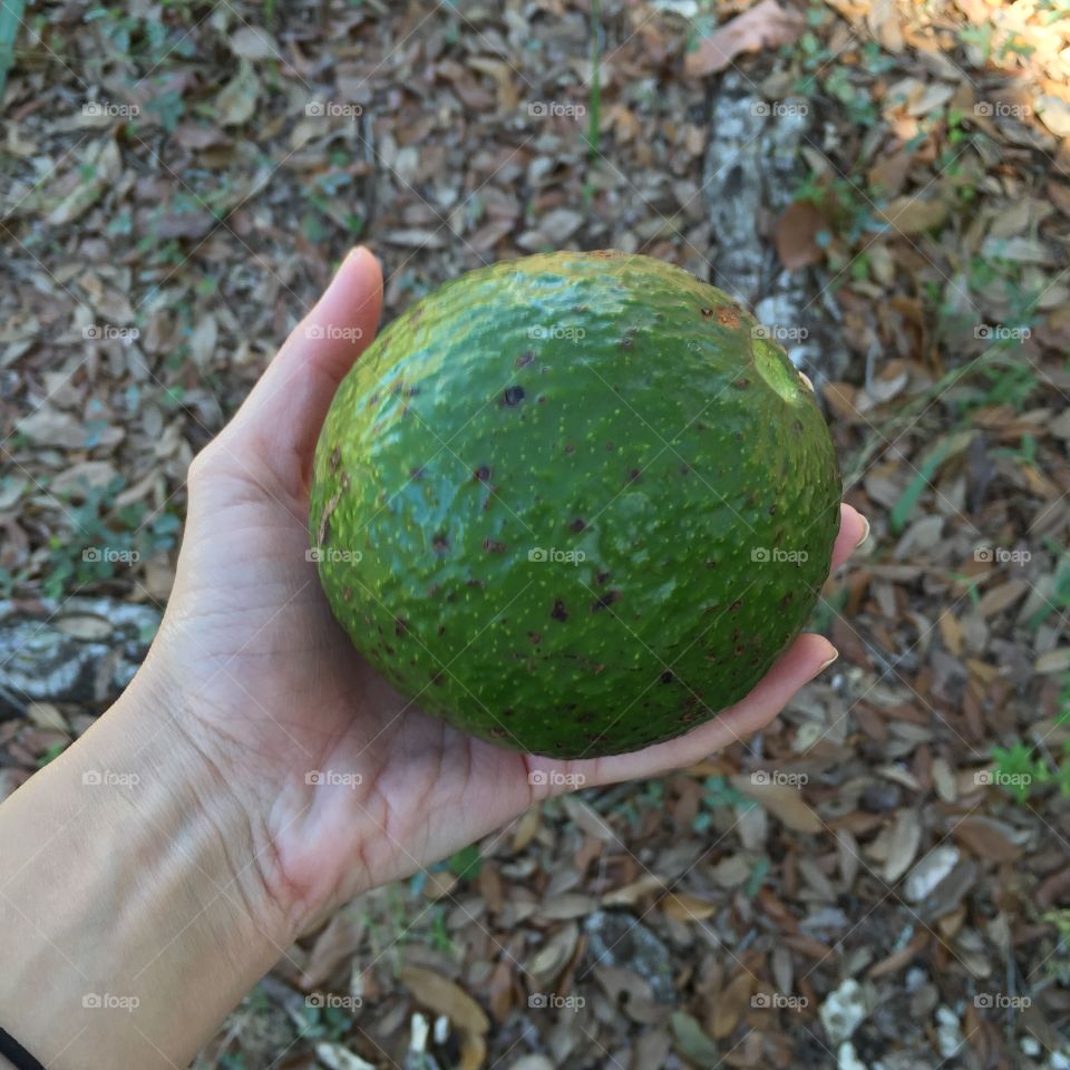 Huge avocado. 