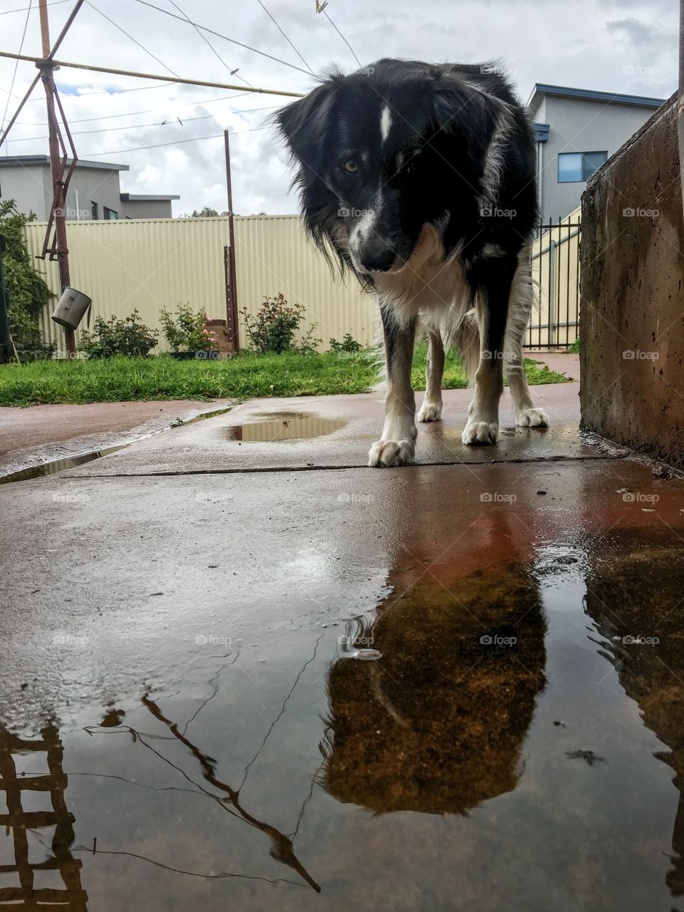 Border collie sheepdog seeing his reflection in rainwater and watching rain come out of rainwater pipe 