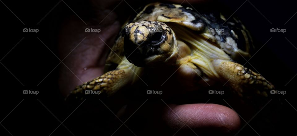 Indian state tortoise