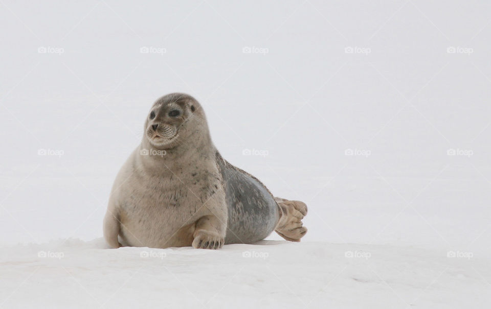 Seal on ice.