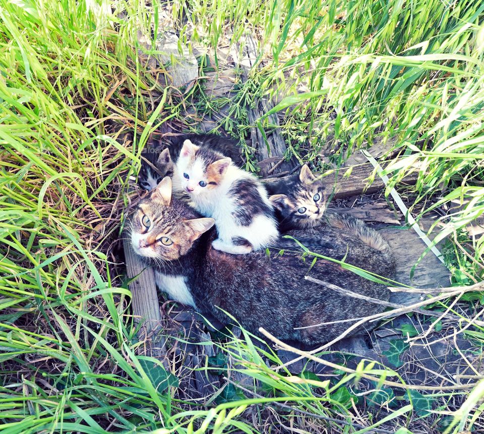 cat with children