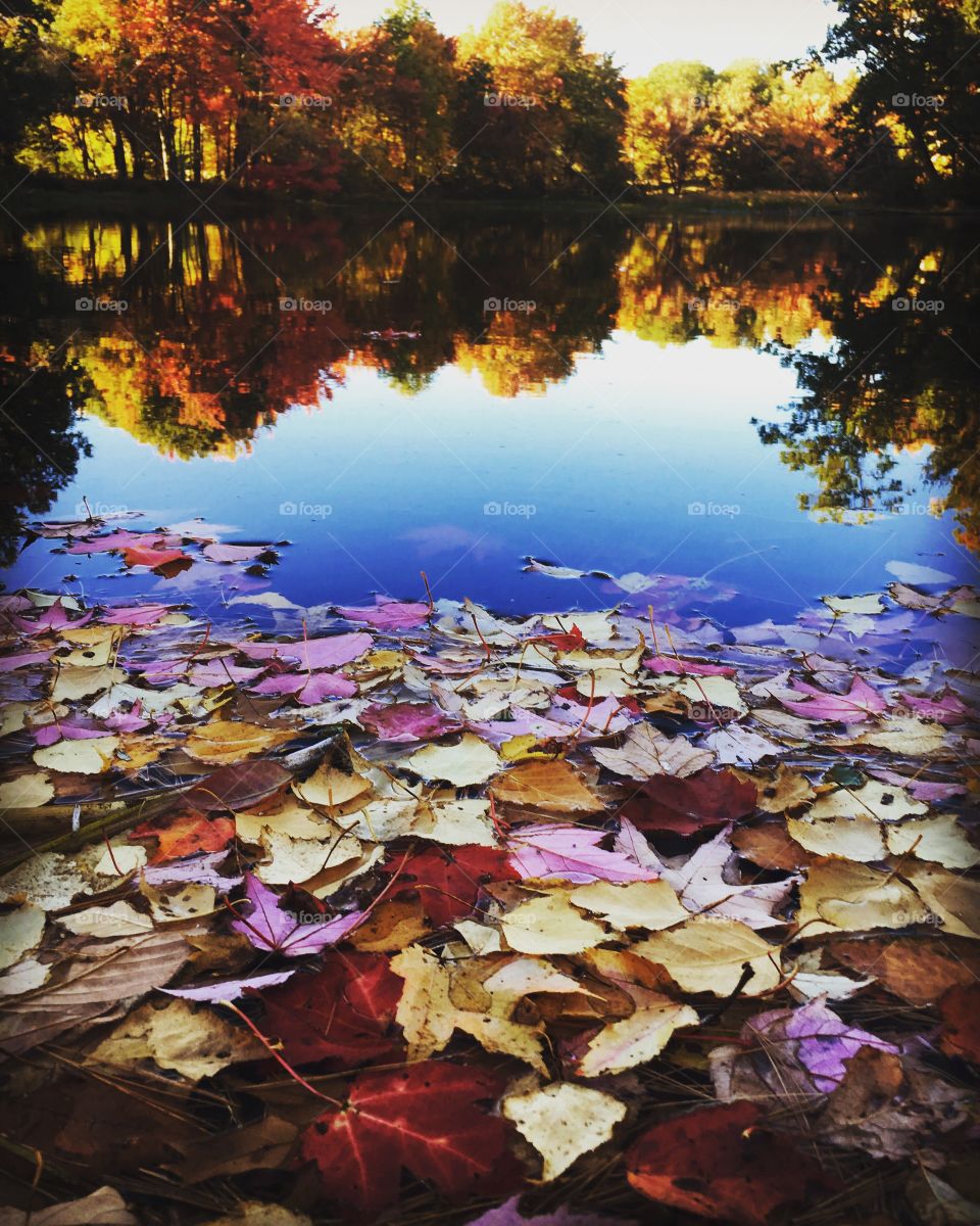  Pond with leaves washed on to the shore