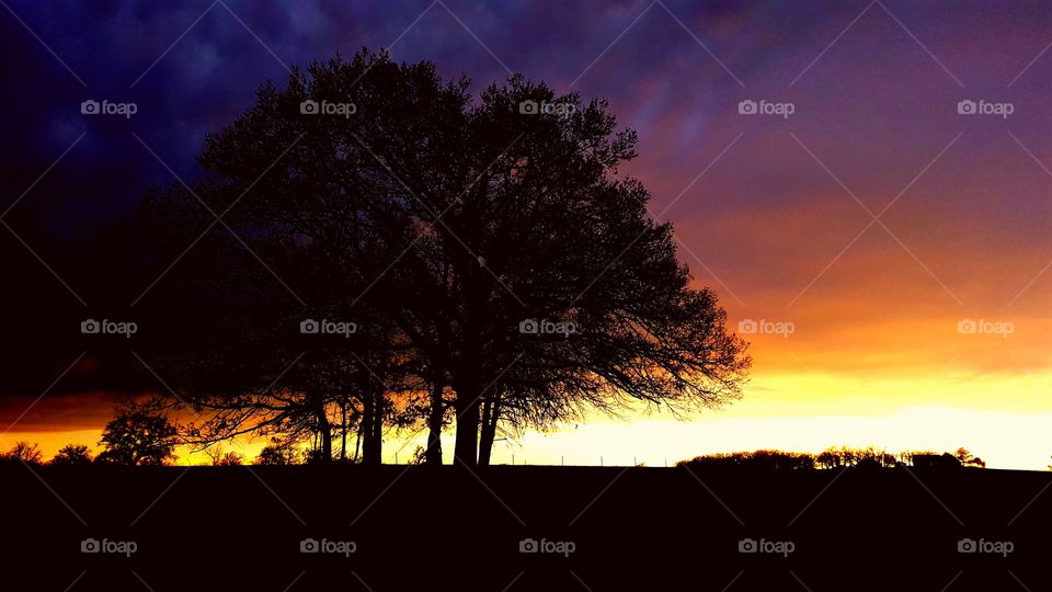 sunset silhouette of trees