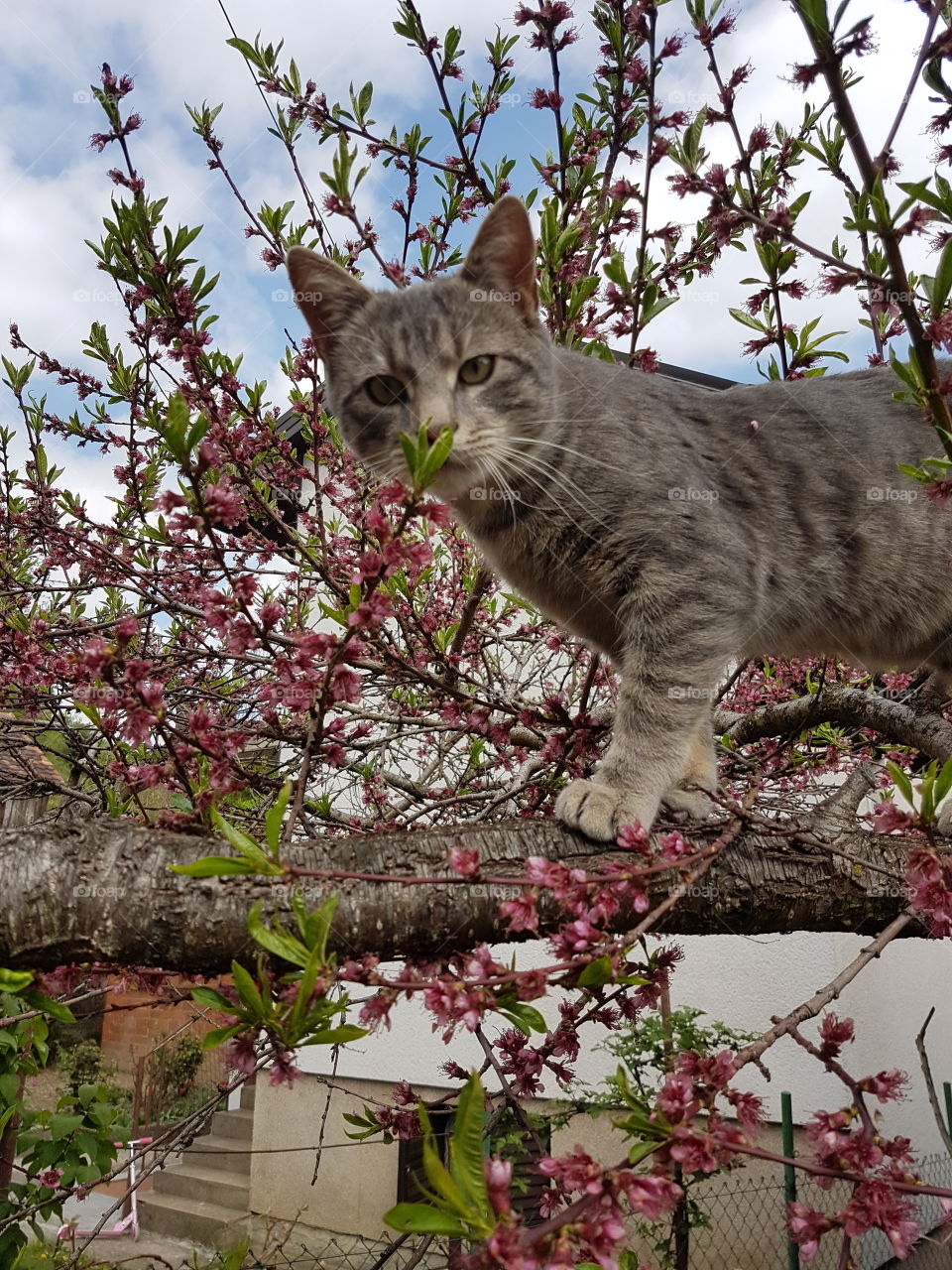 Cat at the tree