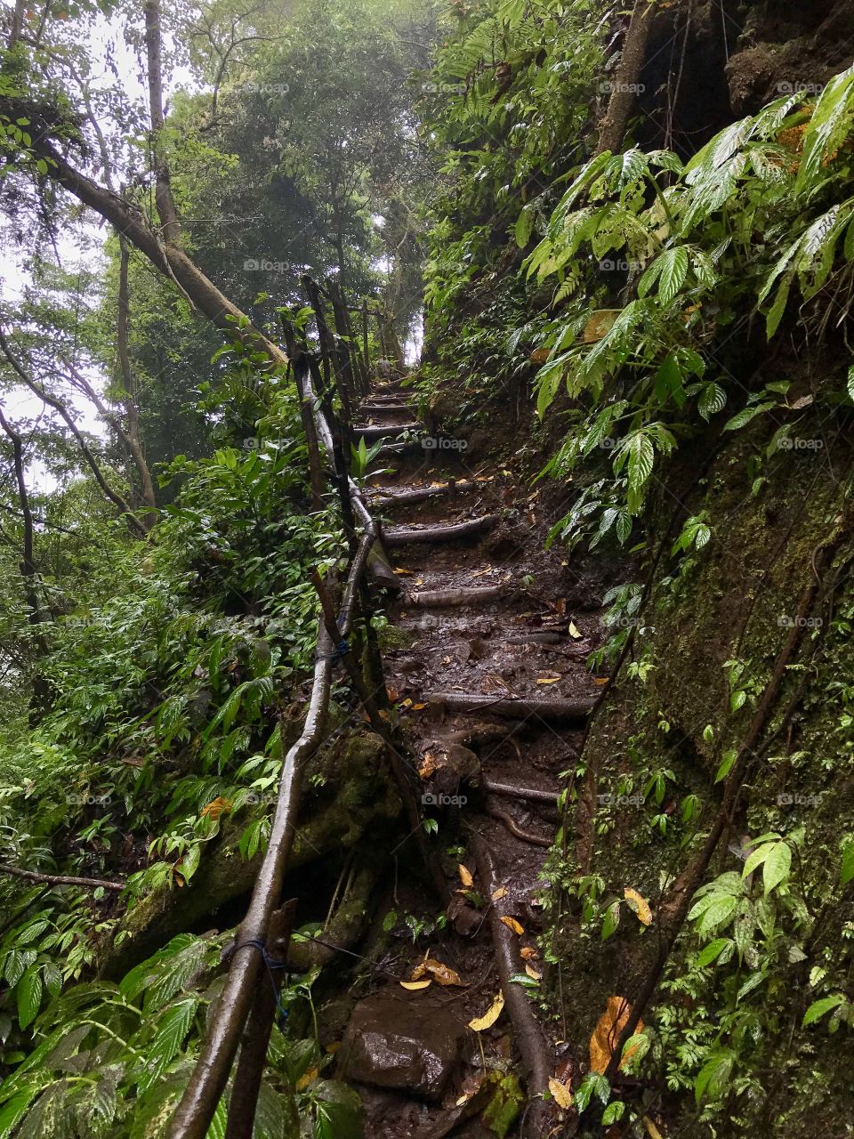 Jungle trail towards waterfall, Bali Indonesia 