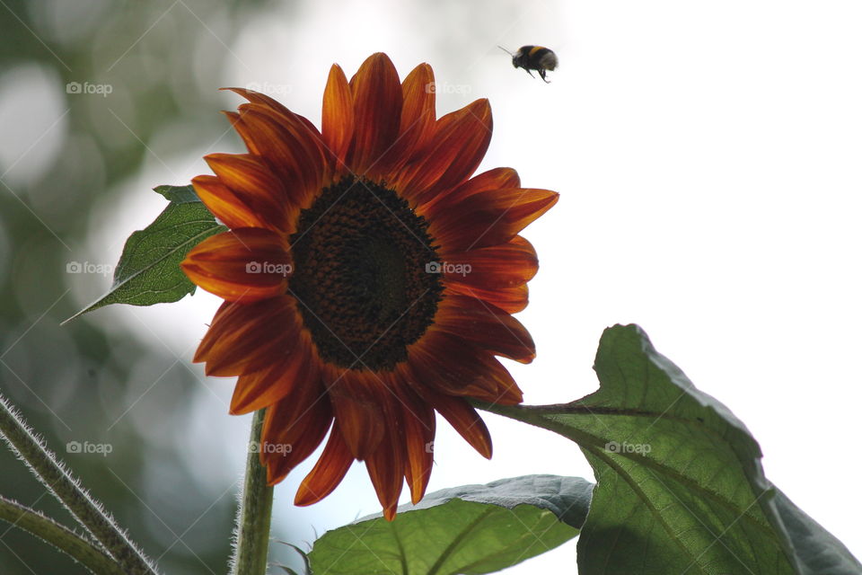 Bumblebee on approach