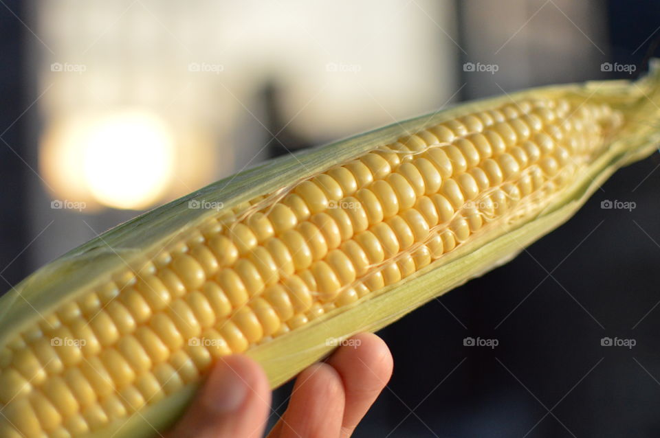 Close-up of hand holding corn