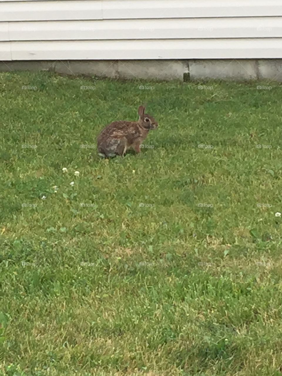 Bunny In The Grass. A brown bunny sitting in the grass.