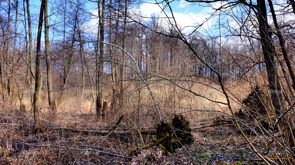 spring forest. nature