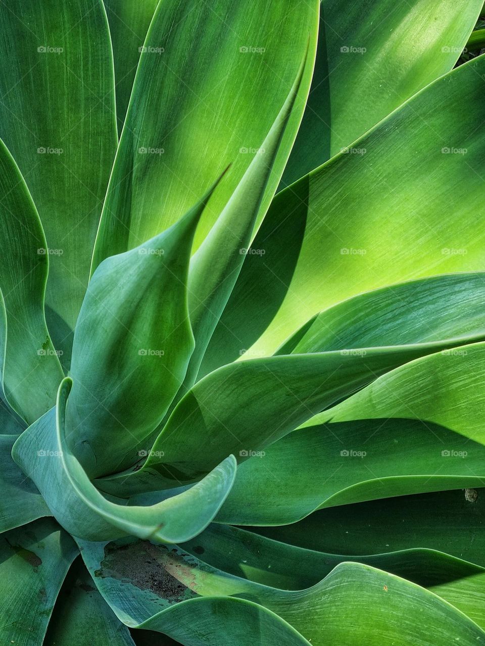 beautiful green plant