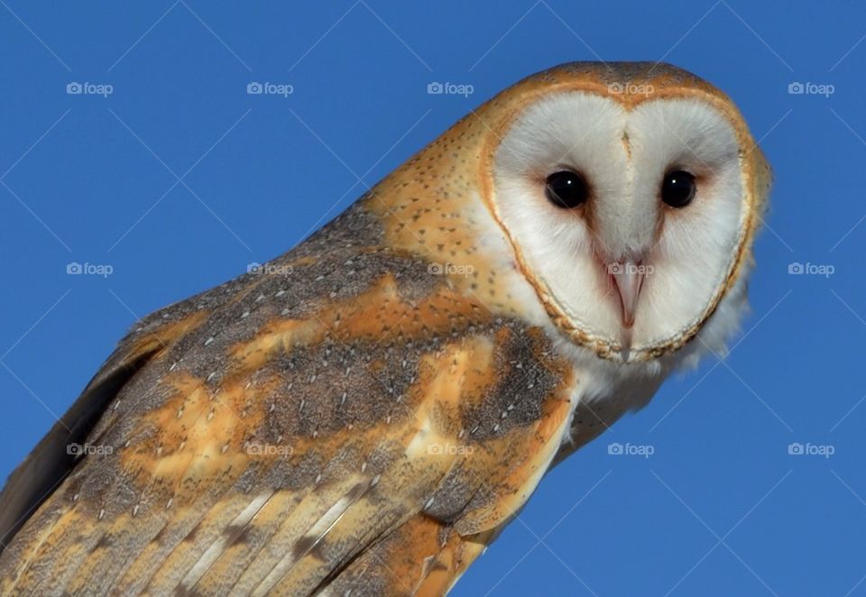 Barn Owl