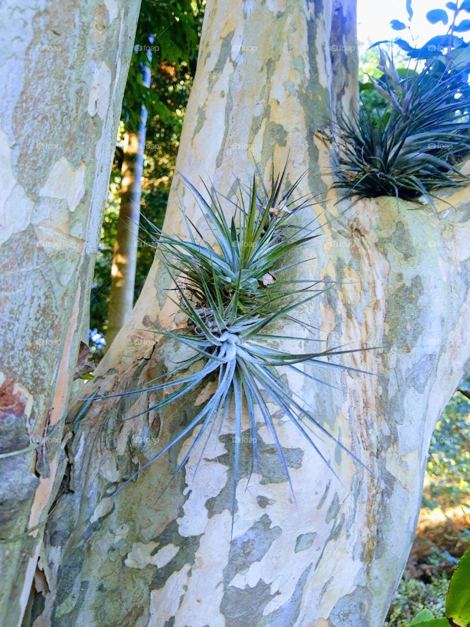 tilandsia on tree trunk