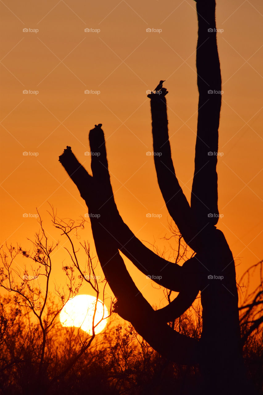 Sunset in Arizona