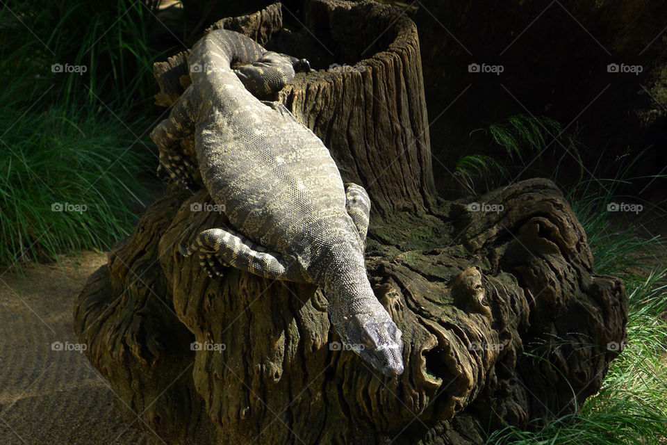 park animal wildlife lizard by paullj
