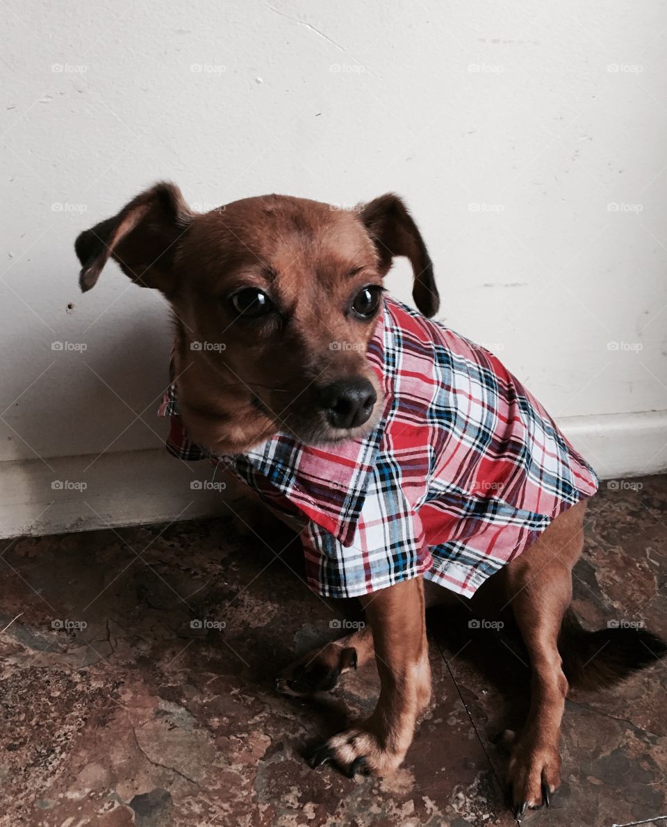 A dog in a shirt 😊