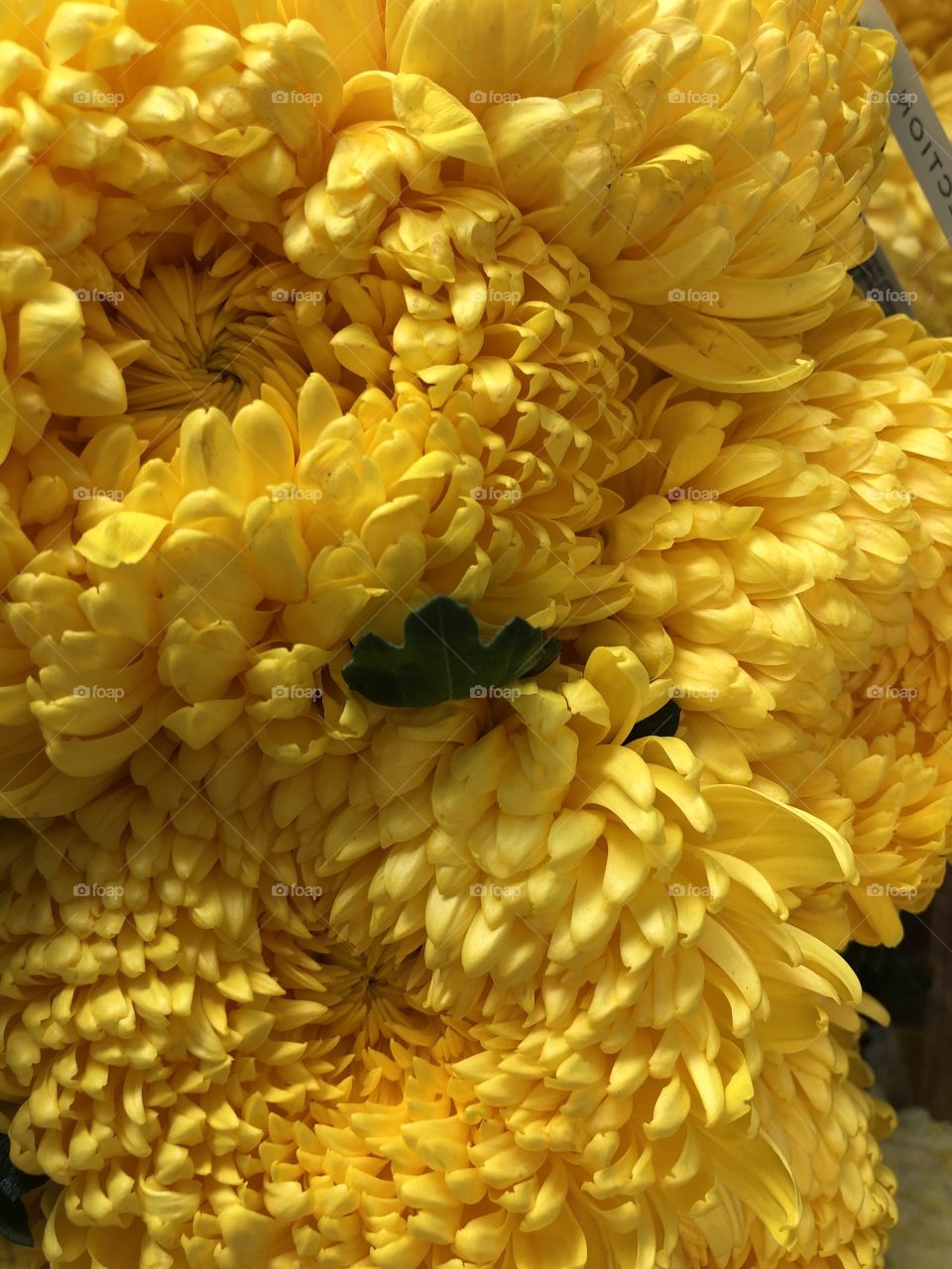 A snapshot of some stunning yellow chrysanthemums.