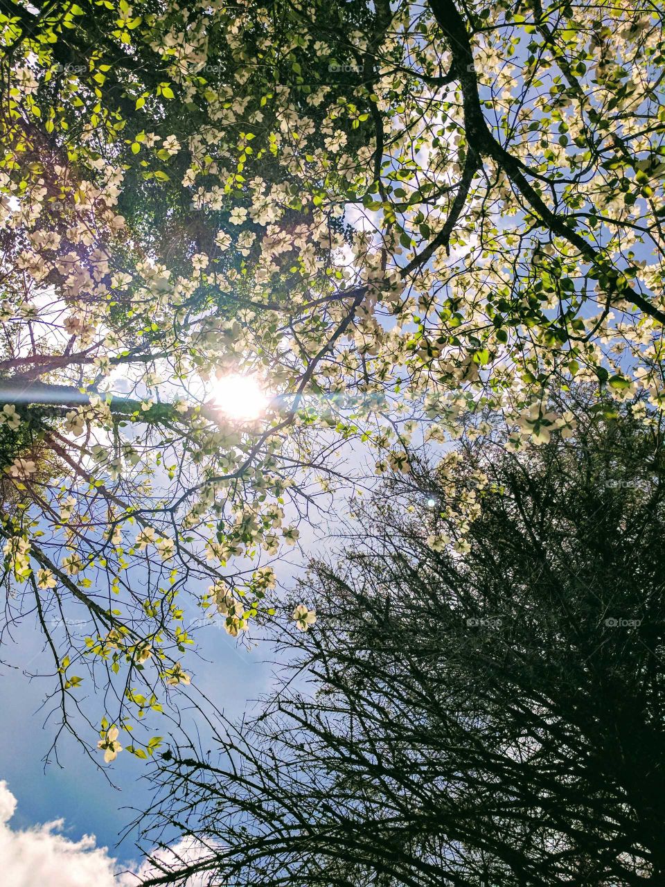 Blossom and Sun Interplay on Lees-McRae College Campus in Banner Elk, North Carolina, USA