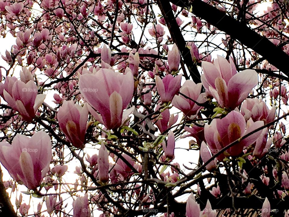 Magnolia blossom tree