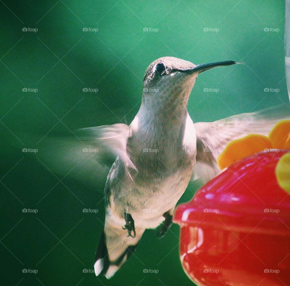 Spring hummingbirds !