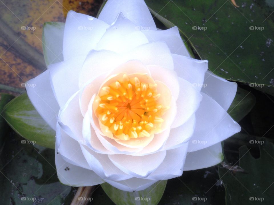White Lotus