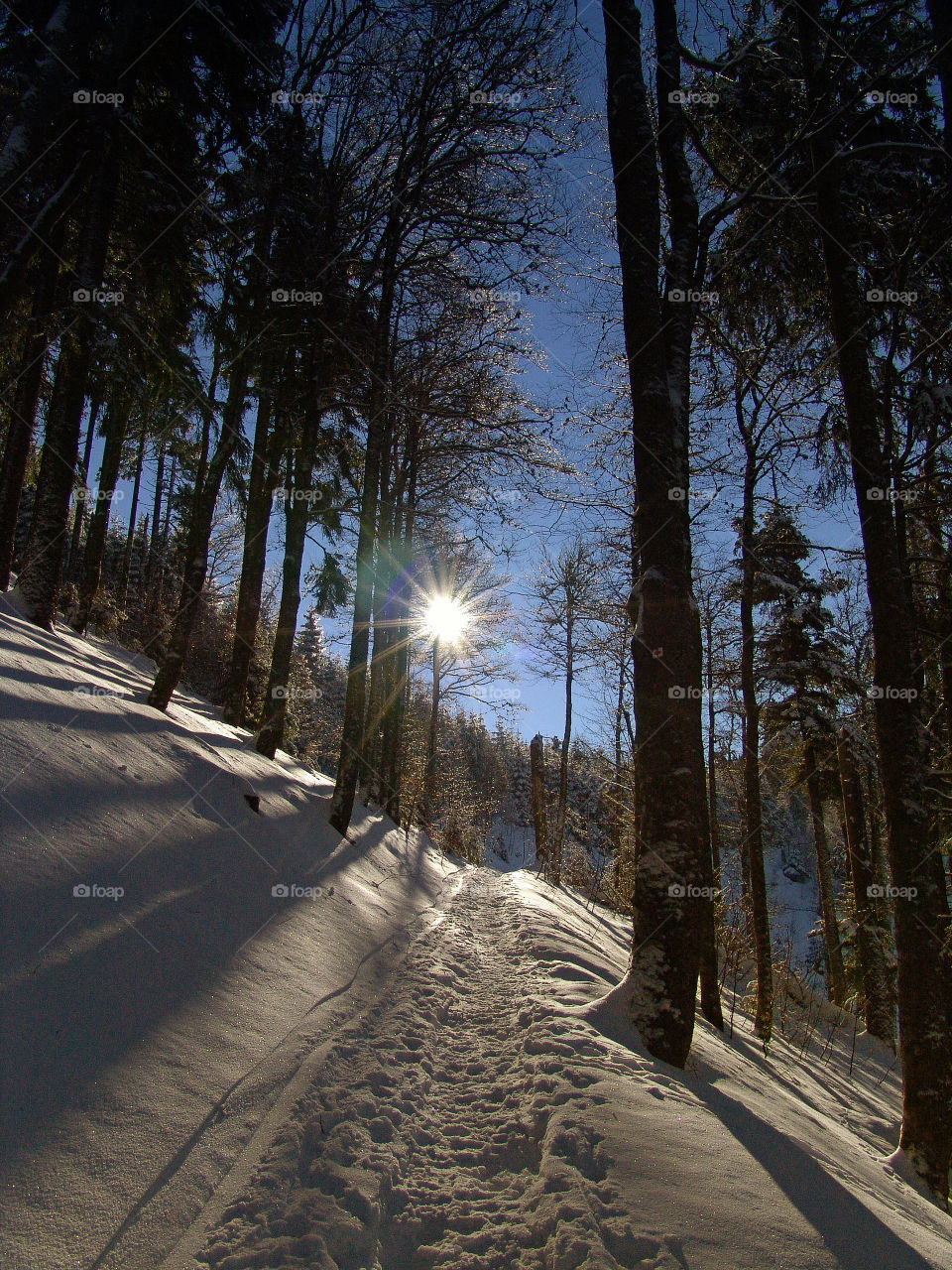 sun shines trough trees