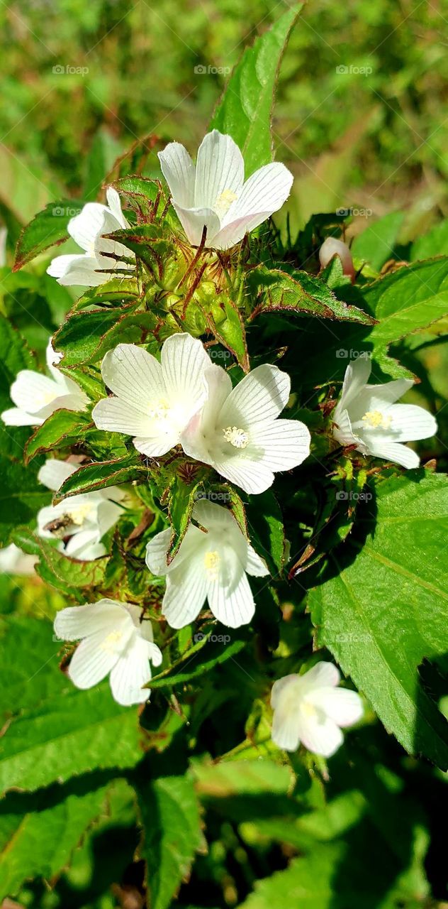 bouquet of natural wild white flowers, very small and beautiful