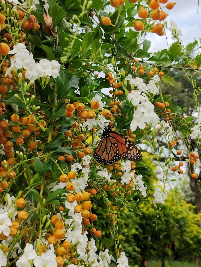 Mariposa