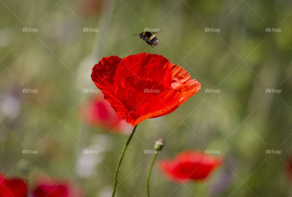 Bee flying over poppy flower