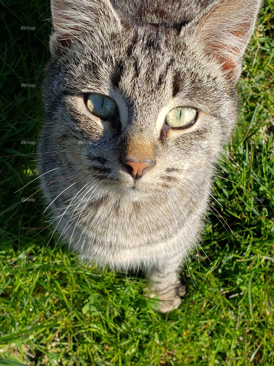Beautiful kitty beautiful eyes