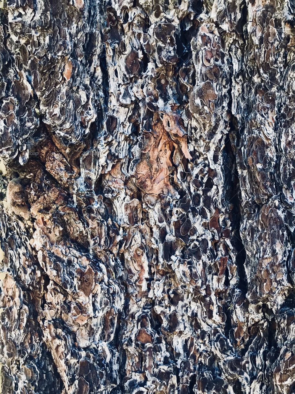 Pine tree trunk bark pattern 