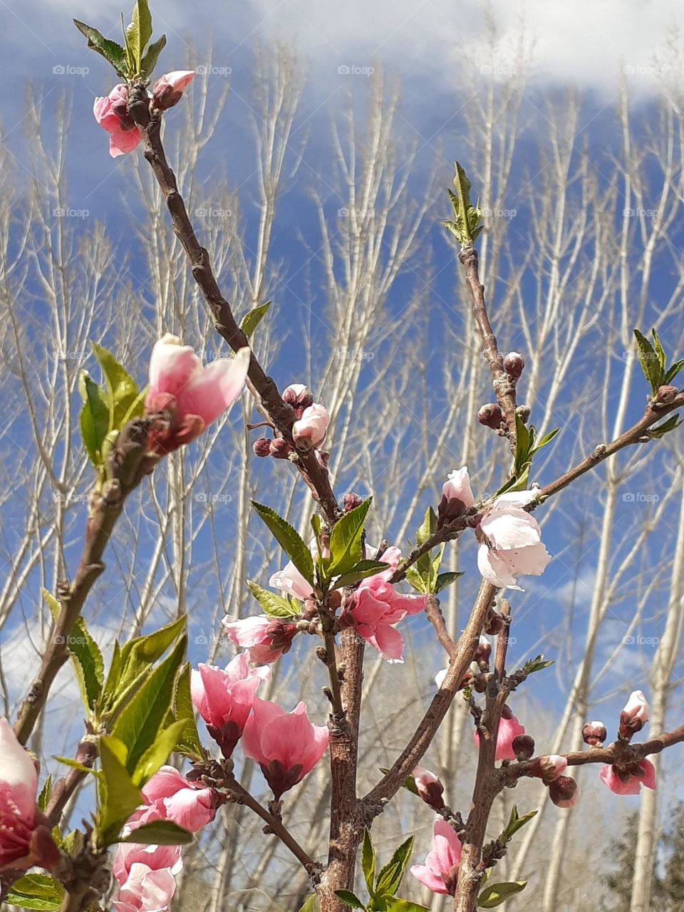 colores de primavera