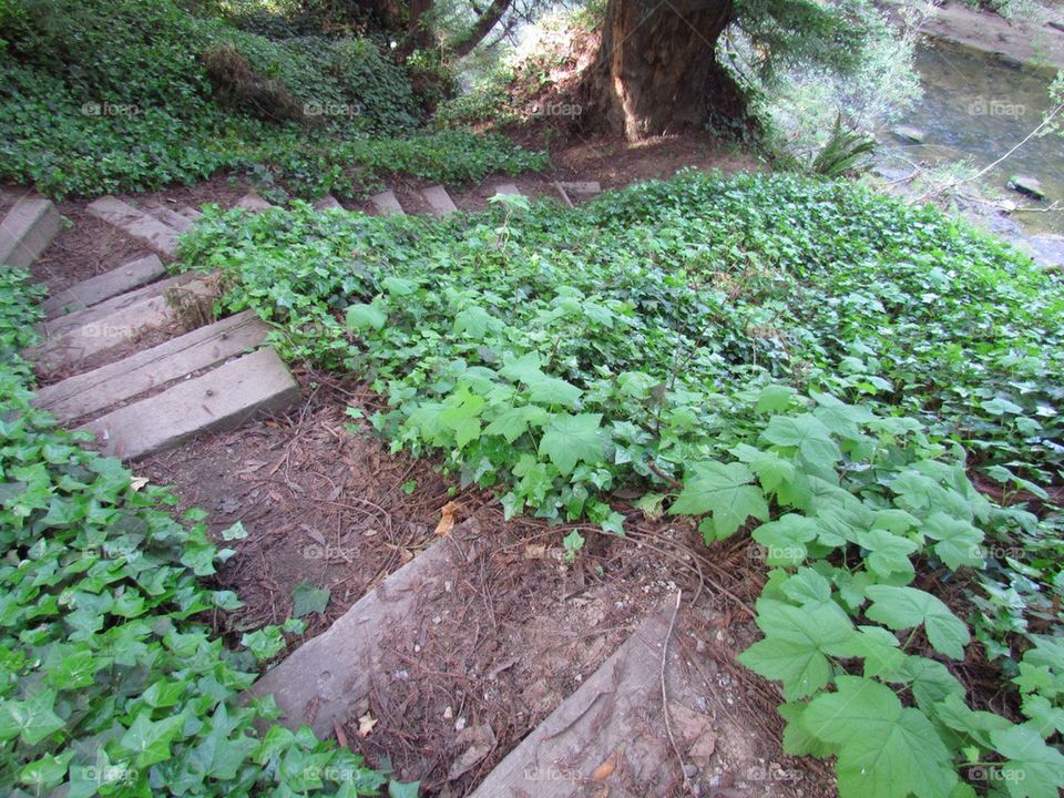 Stairway to Nature's Magic