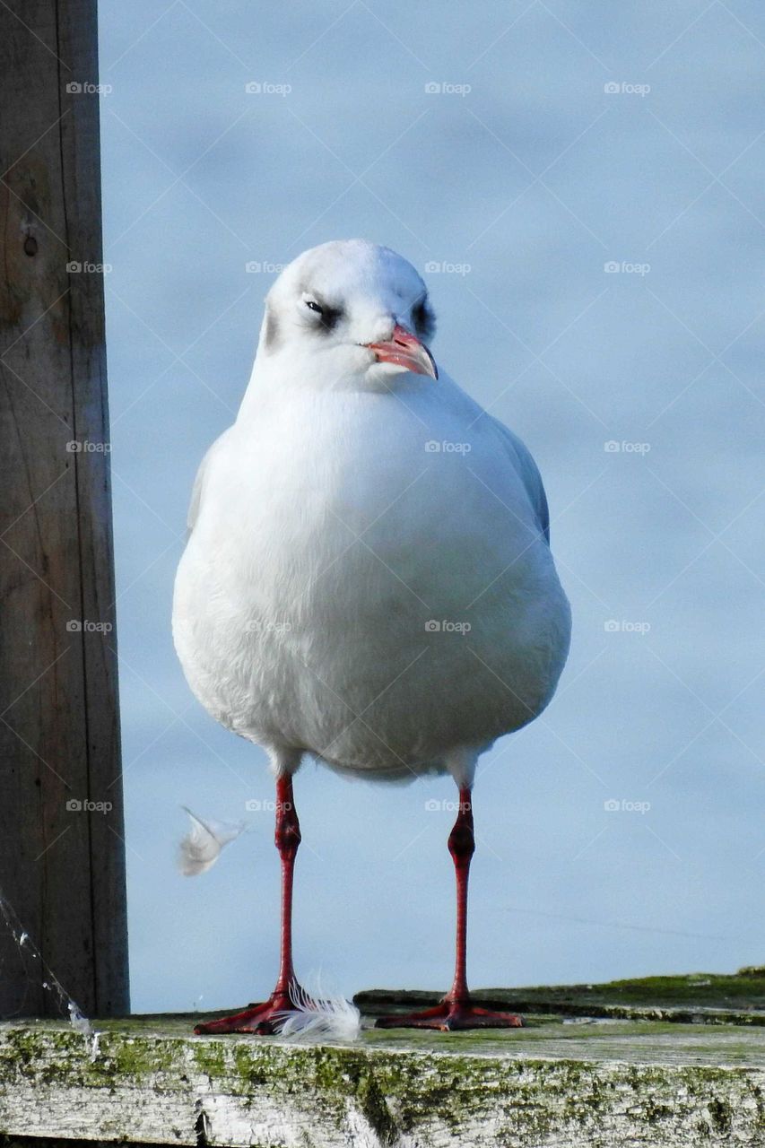 angry and conspicous seagull