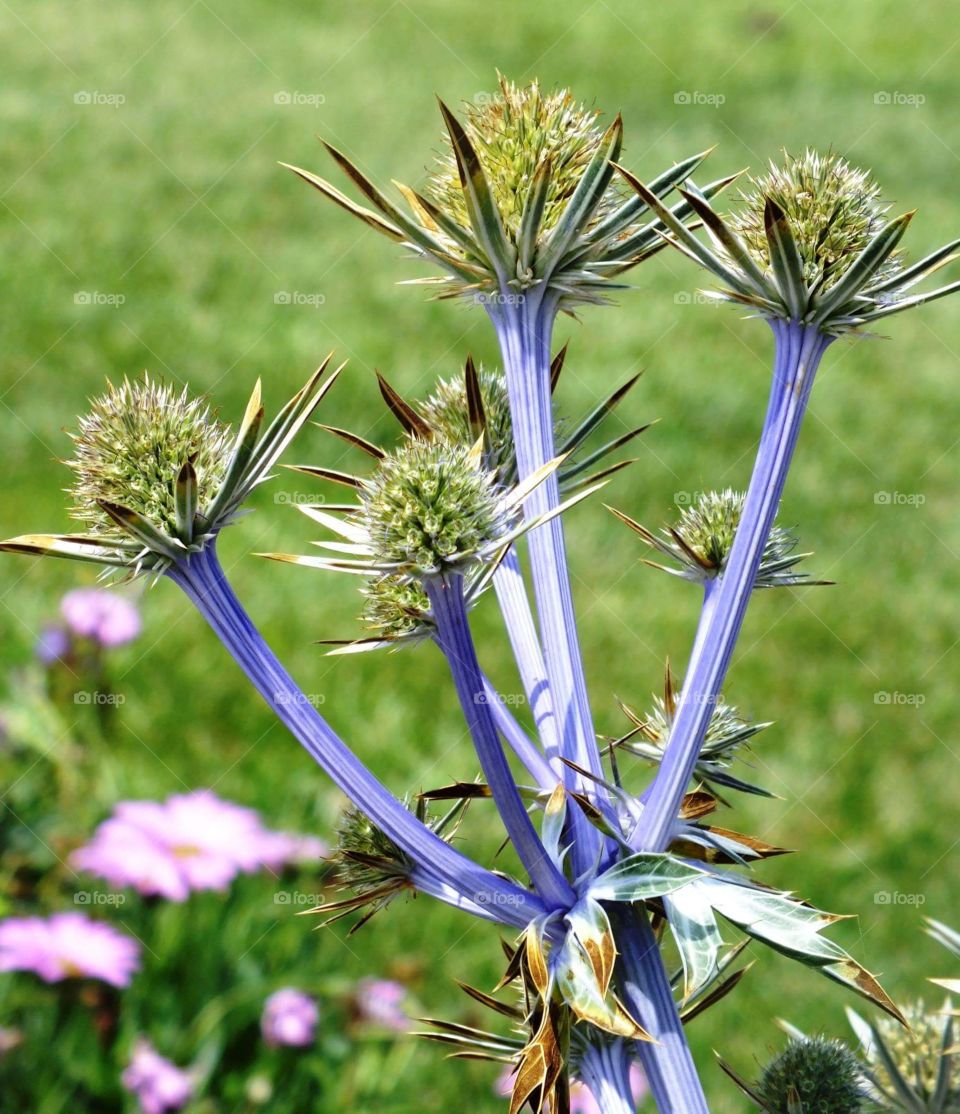 colourful thistle