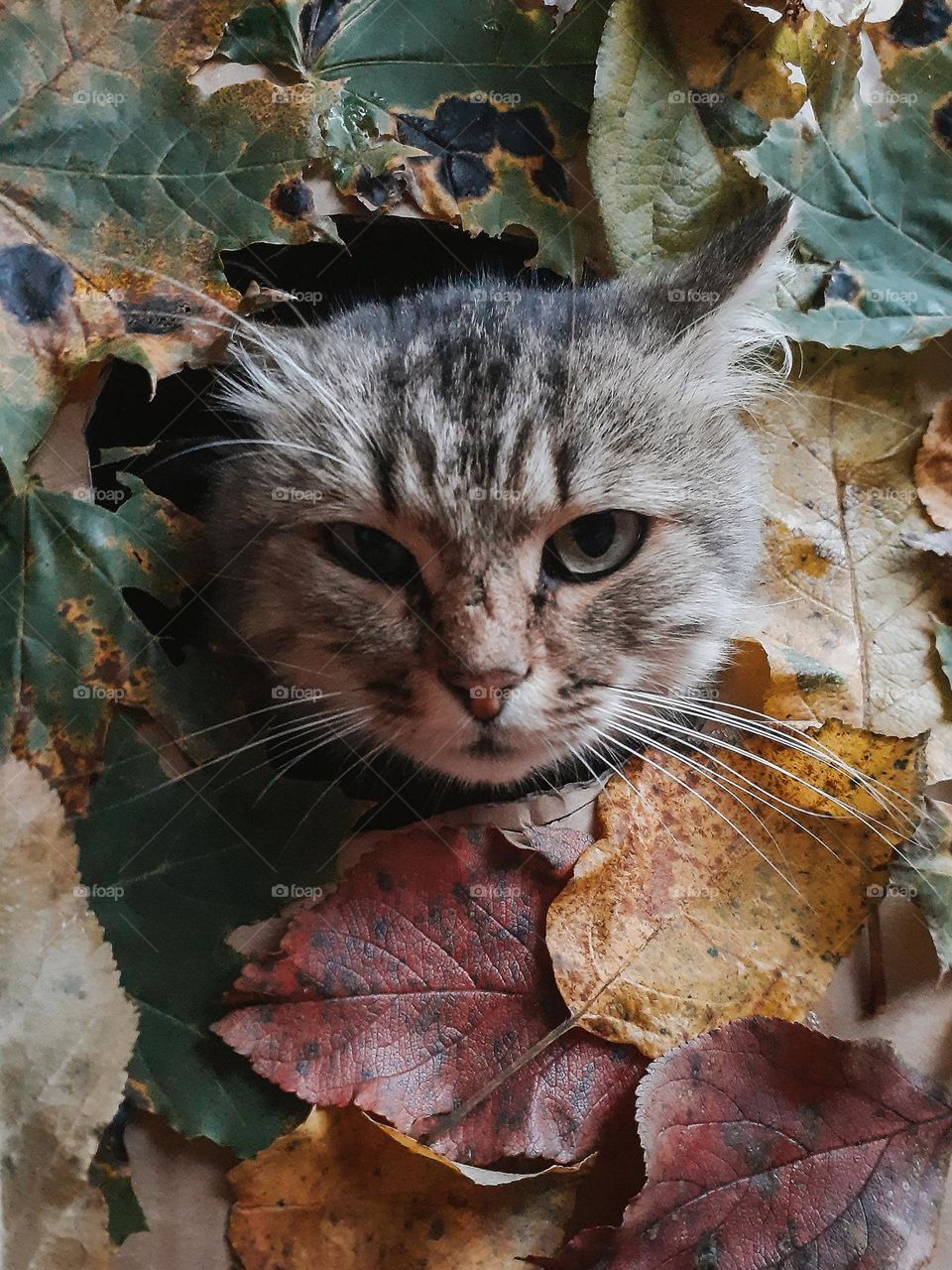 Portrait of an autumn cat