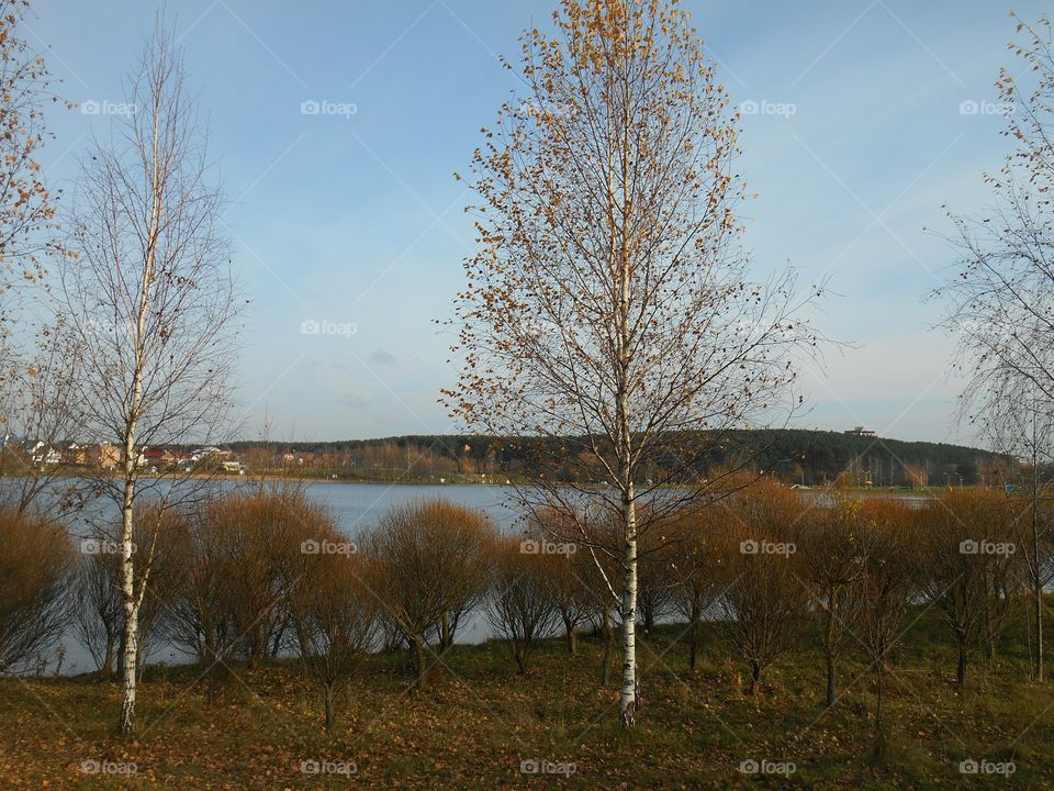 Fall, Tree, Landscape, No Person, Wood