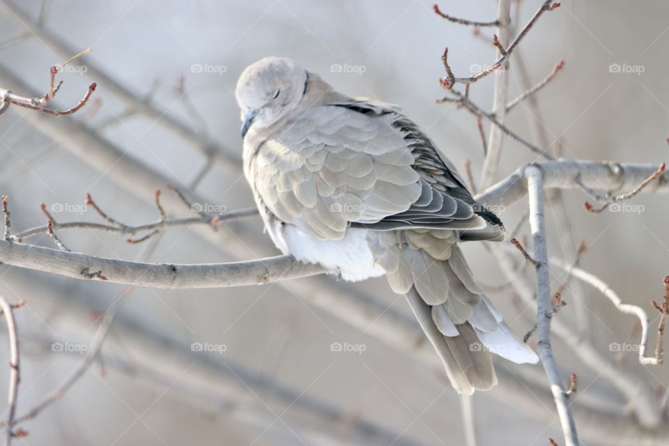 Stunning mourning dove!! 