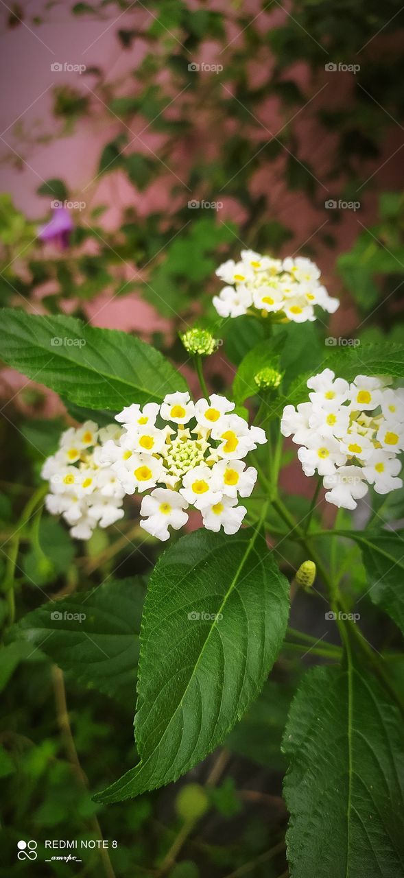 This flower is especially delicate..a wrong touch and it'll fall apart at your fingertips. Some people are exactly like that. At your one wrong move, they might fall apart at your actions...