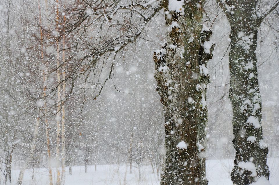 Snow storm in forest