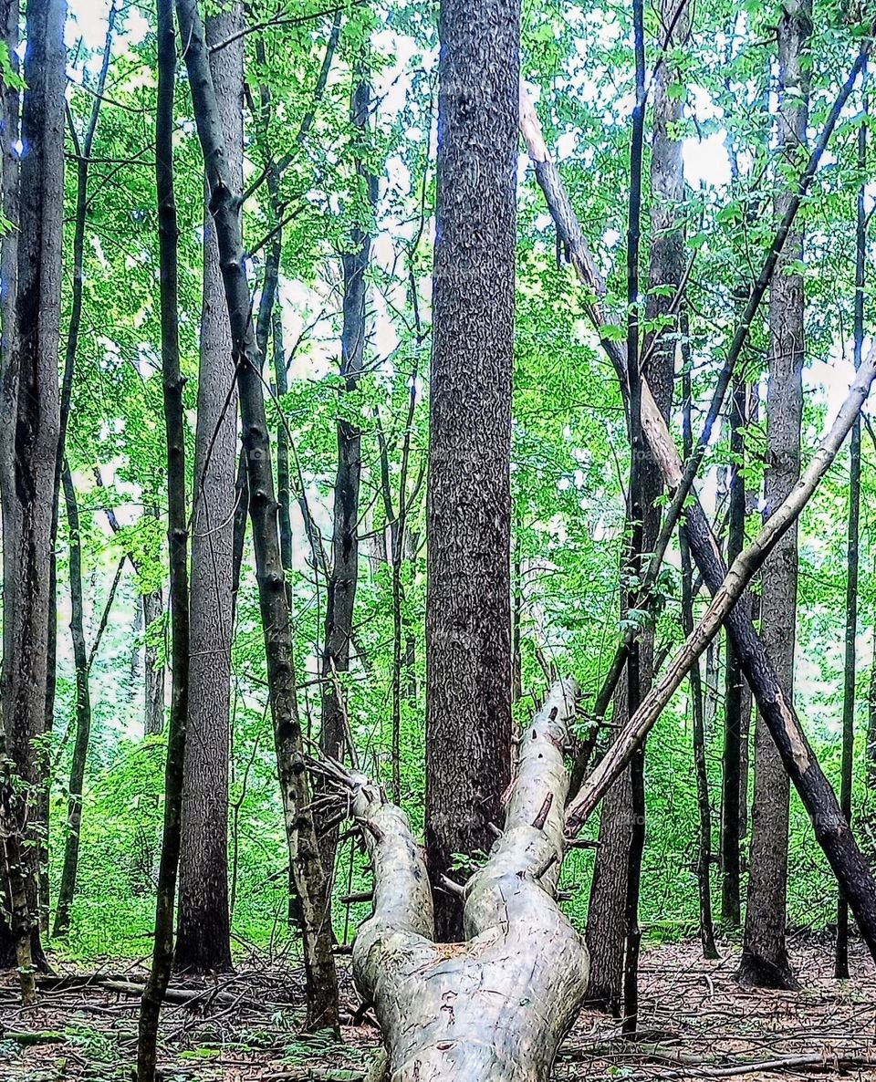 Fallen Tree in the Woods