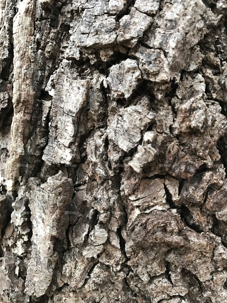 tree bark is lowkey pretty 