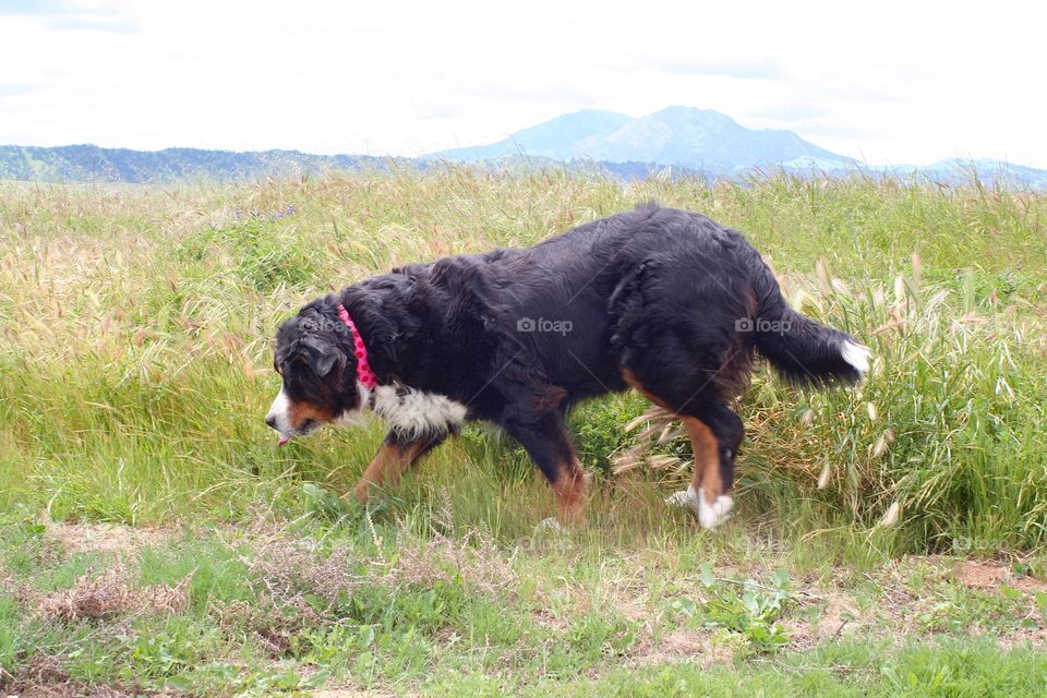 Dog in landscape 