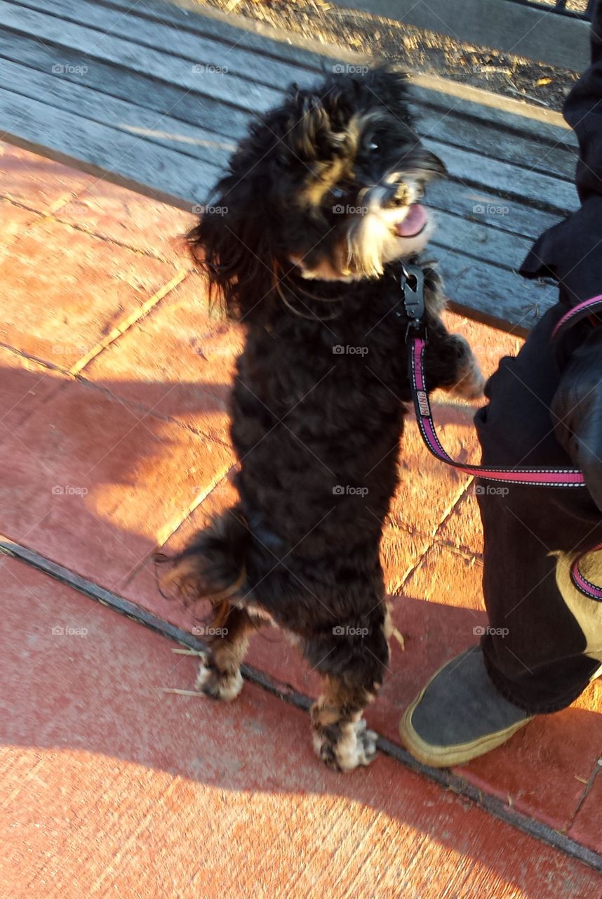 Little Dog Standing Against Bench