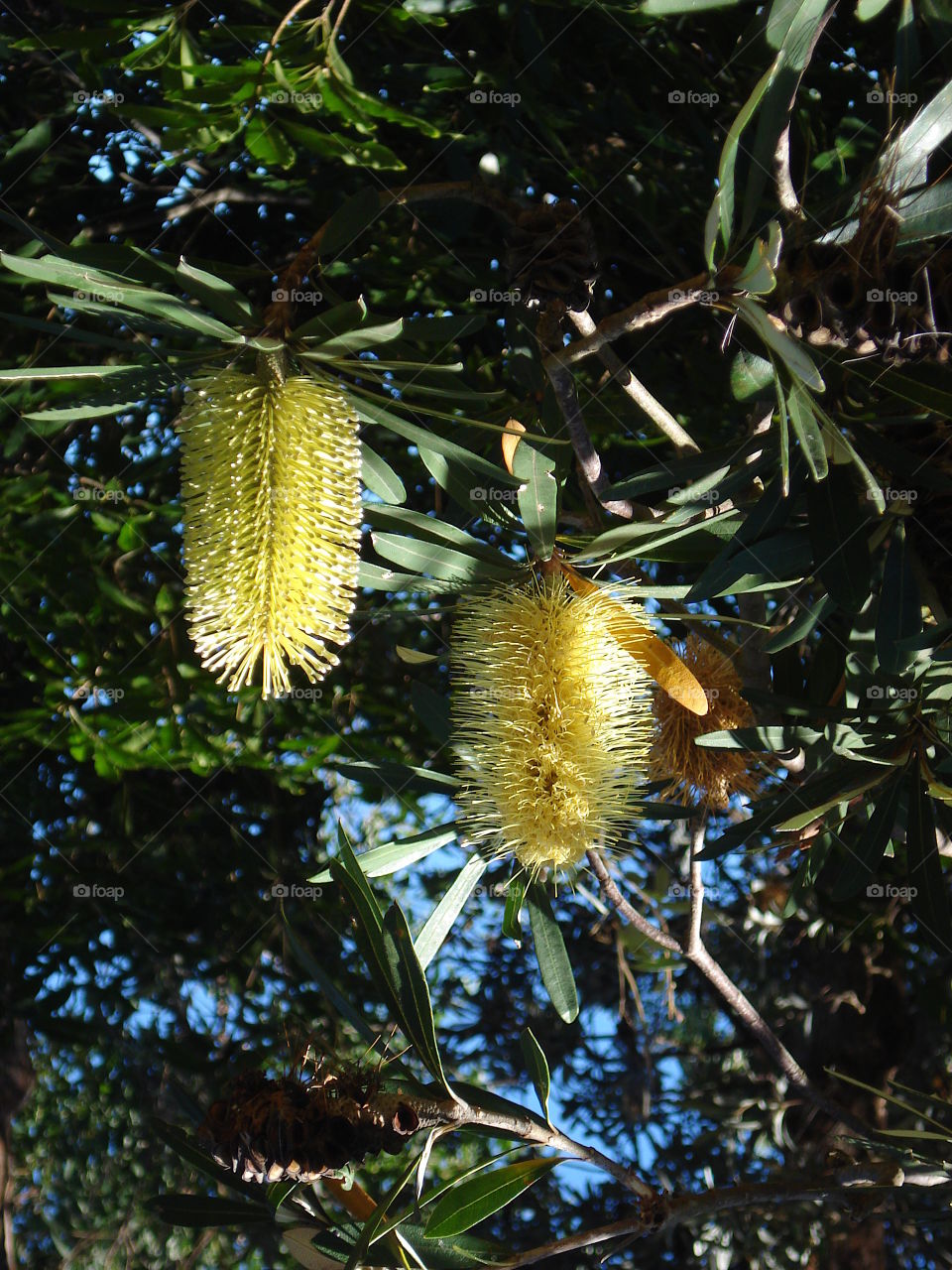 Bottlebrush yellow