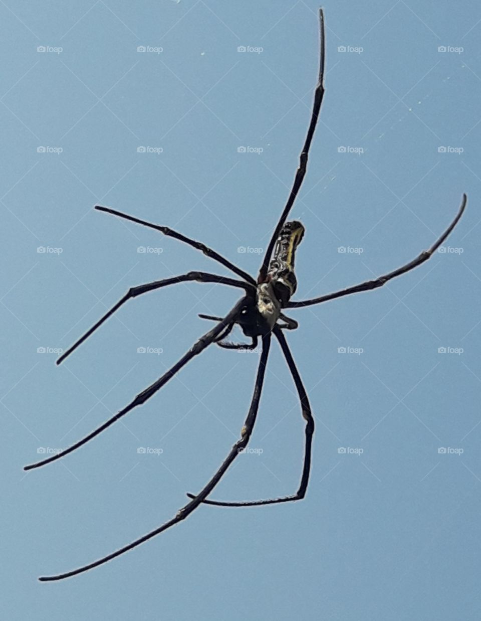 This is big Spider, he is creating net in the sky, I did not believe seeing it.It is making a trap to fill its stomach. It takes a full mesh in an hour.