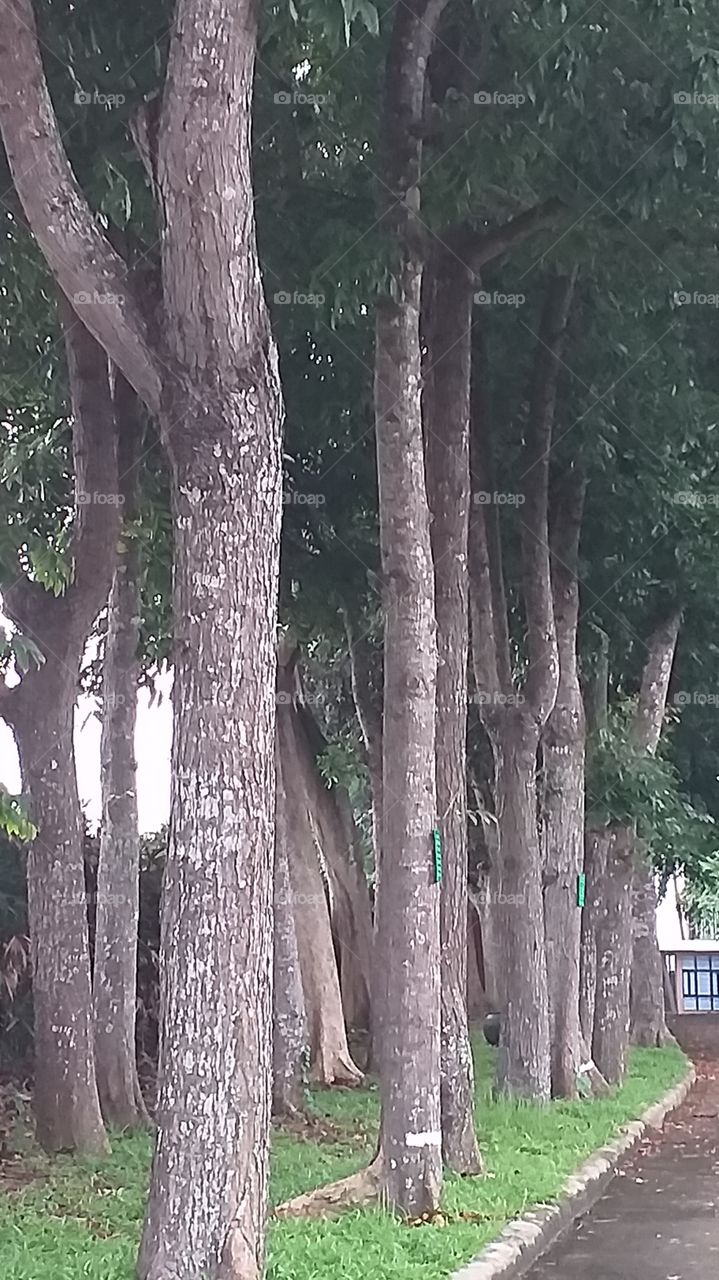 tall trees protect the environment