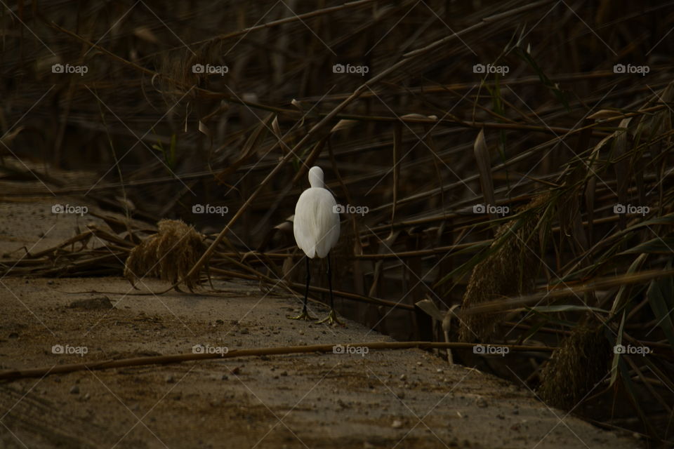 Gaceta común-Common Gazette